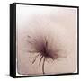 Close Up of a Flowers Seeds-Trigger Image-Framed Stretched Canvas