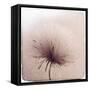 Close Up of a Flowers Seeds-Trigger Image-Framed Stretched Canvas
