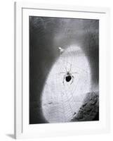 Close-Up of A Fly & Spider in A Web-null-Framed Giclee Print