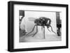 Close-Up of A Fly-null-Framed Photographic Print