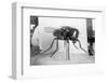 Close-Up of A Fly-null-Framed Photographic Print