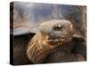 Close Up of a Galapagos Tortoise, Giant Tortoise, Geochelone Nigra, Galapagos Islands, Ecuador-Miva Stock-Stretched Canvas