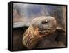 Close Up of a Galapagos Tortoise, Giant Tortoise, Geochelone Nigra, Galapagos Islands, Ecuador-Miva Stock-Framed Stretched Canvas