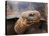 Close Up of a Galapagos Tortoise, Giant Tortoise, Geochelone Nigra, Galapagos Islands, Ecuador-Miva Stock-Stretched Canvas