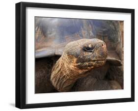 Close Up of a Galapagos Tortoise, Giant Tortoise, Geochelone Nigra, Galapagos Islands, Ecuador-Miva Stock-Framed Premium Photographic Print