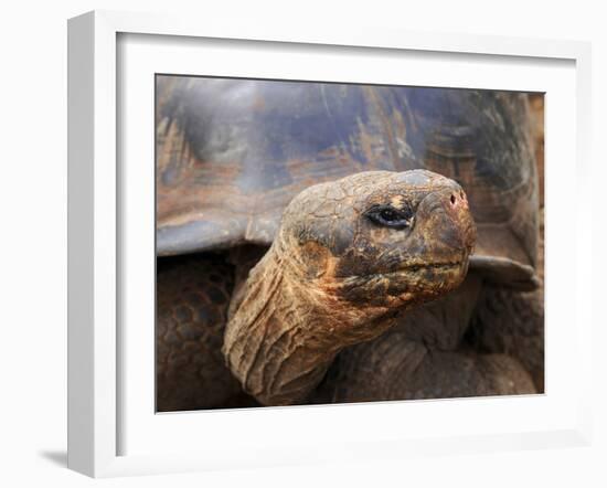Close Up of a Galapagos Tortoise, Giant Tortoise, Geochelone Nigra, Galapagos Islands, Ecuador-Miva Stock-Framed Premium Photographic Print
