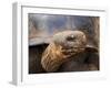 Close Up of a Galapagos Tortoise, Giant Tortoise, Geochelone Nigra, Galapagos Islands, Ecuador-Miva Stock-Framed Premium Photographic Print