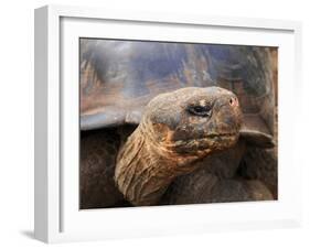 Close Up of a Galapagos Tortoise, Giant Tortoise, Geochelone Nigra, Galapagos Islands, Ecuador-Miva Stock-Framed Premium Photographic Print