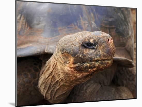Close Up of a Galapagos Tortoise, Giant Tortoise, Geochelone Nigra, Galapagos Islands, Ecuador-Miva Stock-Mounted Premium Photographic Print