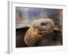 Close Up of a Galapagos Tortoise, Giant Tortoise, Geochelone Nigra, Galapagos Islands, Ecuador-Miva Stock-Framed Photographic Print