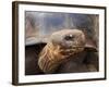 Close Up of a Galapagos Tortoise, Giant Tortoise, Geochelone Nigra, Galapagos Islands, Ecuador-Miva Stock-Framed Photographic Print