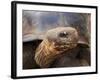 Close Up of a Galapagos Tortoise, Giant Tortoise, Geochelone Nigra, Galapagos Islands, Ecuador-Miva Stock-Framed Photographic Print