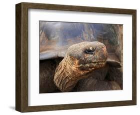 Close Up of a Galapagos Tortoise, Giant Tortoise, Geochelone Nigra, Galapagos Islands, Ecuador-Miva Stock-Framed Photographic Print