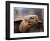 Close Up of a Galapagos Tortoise, Giant Tortoise, Geochelone Nigra, Galapagos Islands, Ecuador-Miva Stock-Framed Photographic Print