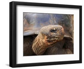 Close Up of a Galapagos Tortoise, Giant Tortoise, Geochelone Nigra, Galapagos Islands, Ecuador-Miva Stock-Framed Photographic Print