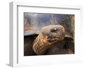 Close Up of a Galapagos Tortoise, Giant Tortoise, Geochelone Nigra, Galapagos Islands, Ecuador-Miva Stock-Framed Photographic Print