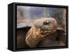 Close Up of a Galapagos Tortoise, Giant Tortoise, Geochelone Nigra, Galapagos Islands, Ecuador-Miva Stock-Framed Stretched Canvas