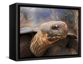 Close Up of a Galapagos Tortoise, Giant Tortoise, Geochelone Nigra, Galapagos Islands, Ecuador-Miva Stock-Framed Stretched Canvas