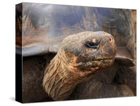 Close Up of a Galapagos Tortoise, Giant Tortoise, Geochelone Nigra, Galapagos Islands, Ecuador-Miva Stock-Stretched Canvas