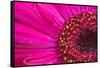 Close Up of a Gerber Daisy Showing Center and Petals with Pollen-Rona Schwarz-Framed Stretched Canvas