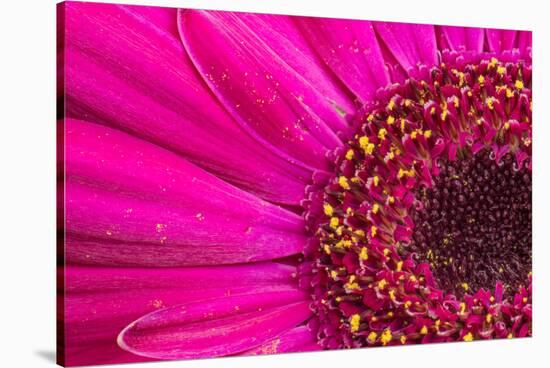 Close Up of a Gerber Daisy Showing Center and Petals with Pollen-Rona Schwarz-Stretched Canvas