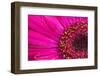 Close Up of a Gerber Daisy Showing Center and Petals with Pollen-Rona Schwarz-Framed Photographic Print