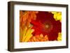 Close up of a gerberas-Richard Bryant-Framed Photo