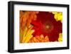 Close up of a gerberas-Richard Bryant-Framed Photo