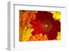 Close up of a gerberas-Richard Bryant-Framed Photo