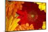 Close up of a gerberas-Richard Bryant-Mounted Photo