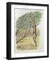 Close-Up of a Gerenuk Reaching for a Tree (Litocranius Walleri)-null-Framed Giclee Print