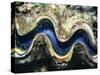 Close-Up of a Giant Clam's Mouth, Red Sea, Middle East-Gavin Hellier-Stretched Canvas