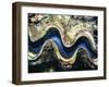 Close-Up of a Giant Clam's Mouth, Red Sea, Middle East-Gavin Hellier-Framed Photographic Print
