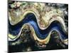 Close-Up of a Giant Clam's Mouth, Red Sea, Middle East-Gavin Hellier-Mounted Photographic Print