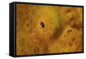 Close-Up of a Giant Frogfish-Stocktrek Images-Framed Stretched Canvas
