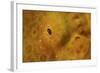 Close-Up of a Giant Frogfish-Stocktrek Images-Framed Photographic Print