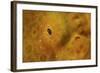 Close-Up of a Giant Frogfish-Stocktrek Images-Framed Photographic Print