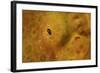 Close-Up of a Giant Frogfish-Stocktrek Images-Framed Photographic Print