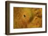 Close-Up of a Giant Frogfish-Stocktrek Images-Framed Photographic Print