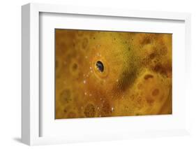 Close-Up of a Giant Frogfish-Stocktrek Images-Framed Photographic Print