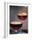 Close up of a Glass of Red Wine-Joerg Lehmann-Framed Photographic Print