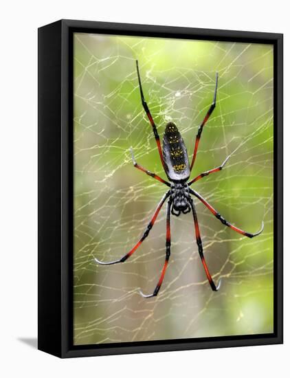 Close-Up of a Golden Silk Orb-Weaver, Andasibe-Mantadia National Park, Madagascar-null-Framed Stretched Canvas