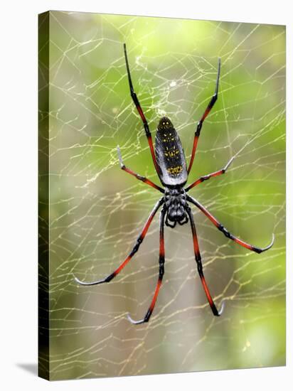 Close-Up of a Golden Silk Orb-Weaver, Andasibe-Mantadia National Park, Madagascar-null-Stretched Canvas