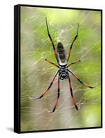 Close-Up of a Golden Silk Orb-Weaver, Andasibe-Mantadia National Park, Madagascar-null-Framed Stretched Canvas