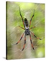 Close-Up of a Golden Silk Orb-Weaver, Andasibe-Mantadia National Park, Madagascar-null-Stretched Canvas