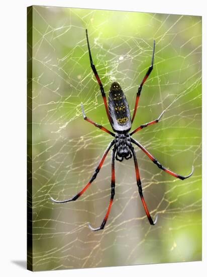 Close-Up of a Golden Silk Orb-Weaver, Andasibe-Mantadia National Park, Madagascar-null-Stretched Canvas