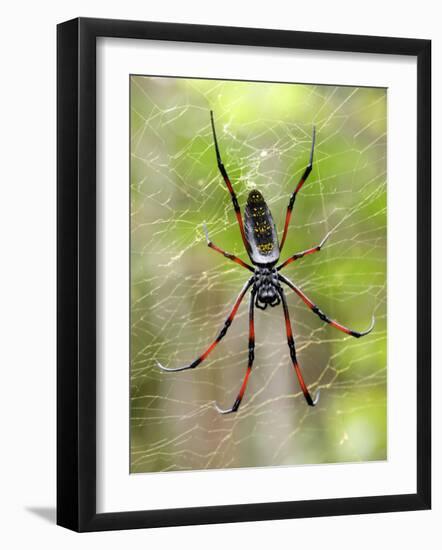 Close-Up of a Golden Silk Orb-Weaver, Andasibe-Mantadia National Park, Madagascar-null-Framed Photographic Print