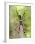 Close-Up of a Golden Silk Orb-Weaver, Andasibe-Mantadia National Park, Madagascar-null-Framed Photographic Print