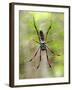 Close-Up of a Golden Silk Orb-Weaver, Andasibe-Mantadia National Park, Madagascar-null-Framed Photographic Print