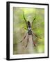 Close-Up of a Golden Silk Orb-Weaver, Andasibe-Mantadia National Park, Madagascar-null-Framed Photographic Print